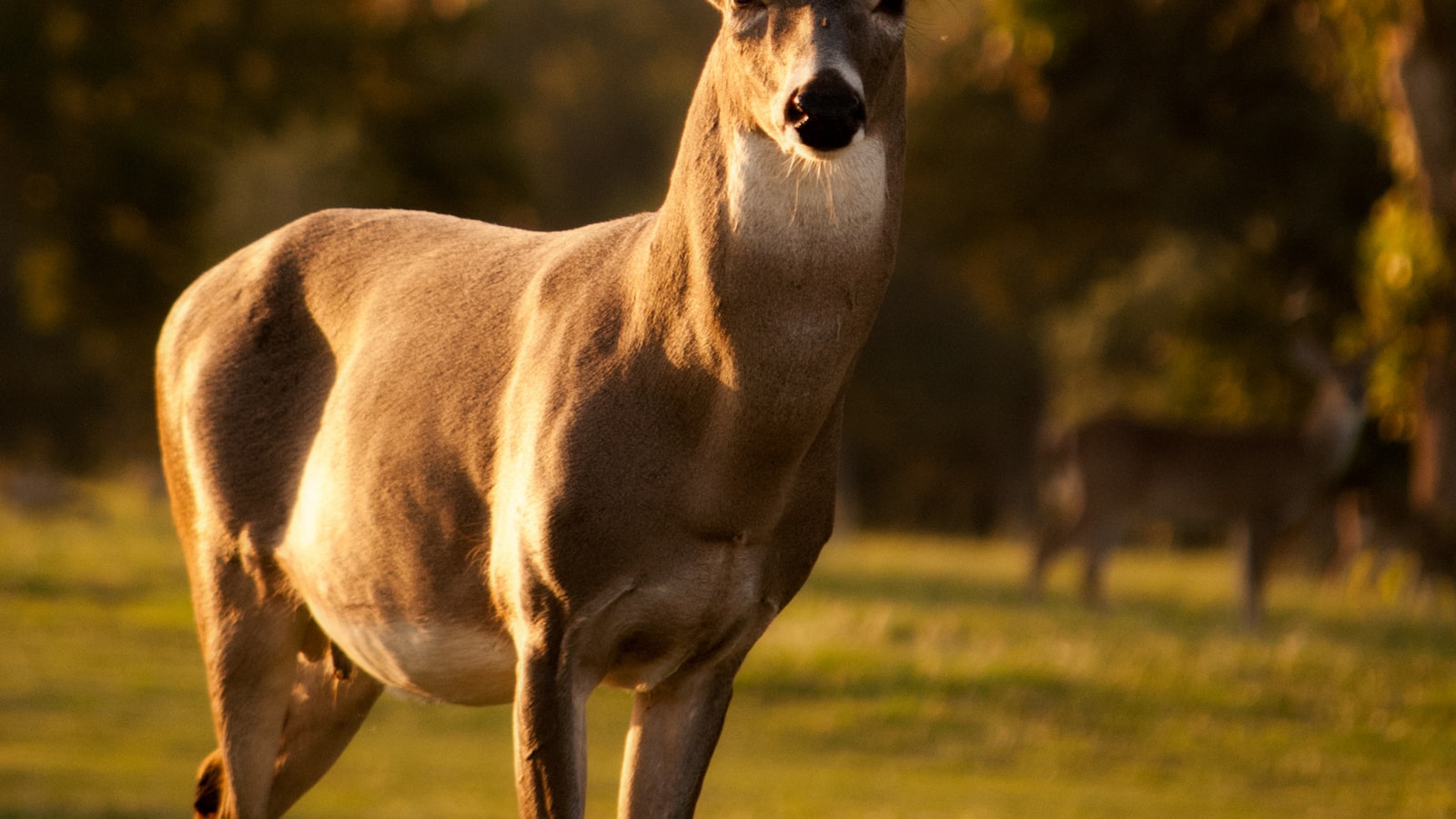A deer standing alert at the edge of a forest clearing at a distance.
