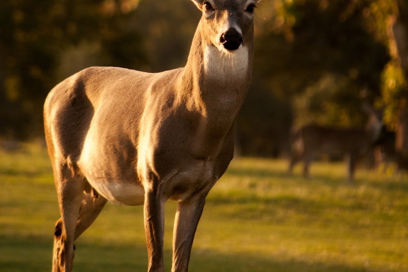 A deer standing alert at the edge of a forest clearing at a distance.