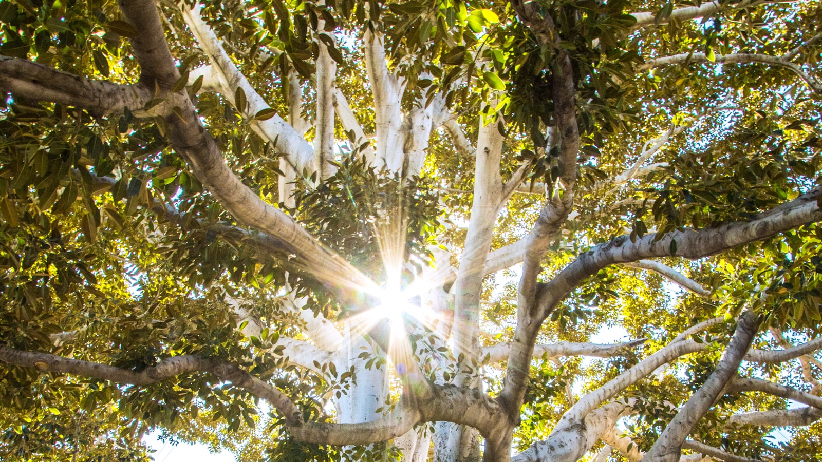 Sunlight filtering through a quiet green forest with an untouched floor.