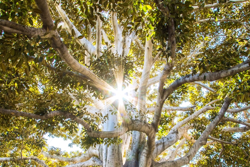 Sunlight filtering through a quiet green forest with an untouched floor.